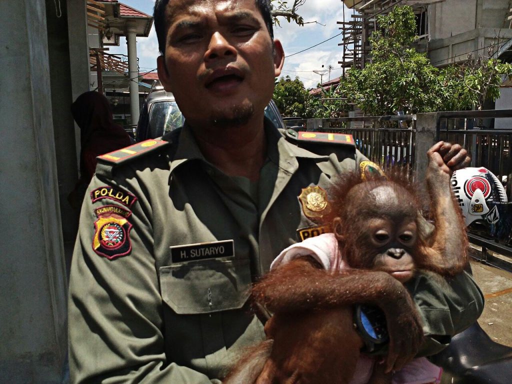 photo courtesy of BKSDA West Kalimantan/File