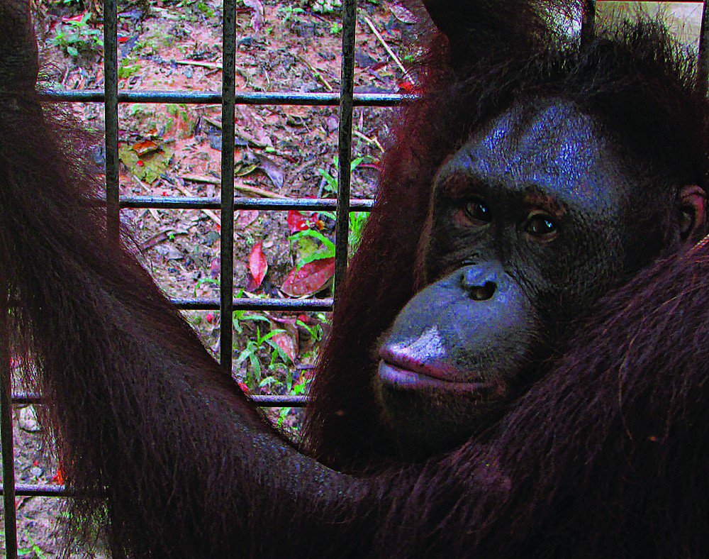 Endangered -- Cita, a 14-year-old female orangutan, was released into the Kehje Sewen forest in East Kutai-Kutai Kartanegara, East Kalimantan, on Dec.13. (Courtesy of the Borneo Orangutan Survival Foundation (BOSF)/File)