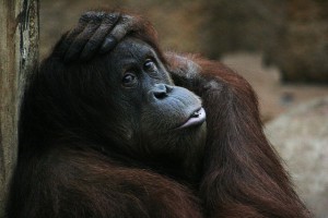 640px-Female_orang-utan_Zoo_Dortmund_-_Germany
