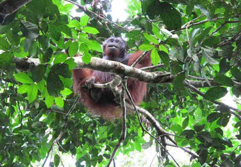 Flanged male orangutan 2
