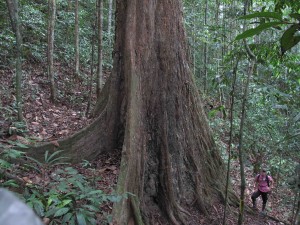 Old-growth tree
