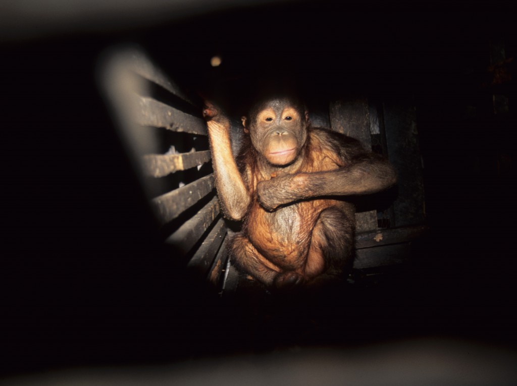 Orangutan in small wooden cage. (Photo from OC archives, courtesy of CITES). 
