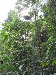 Orangutan nest