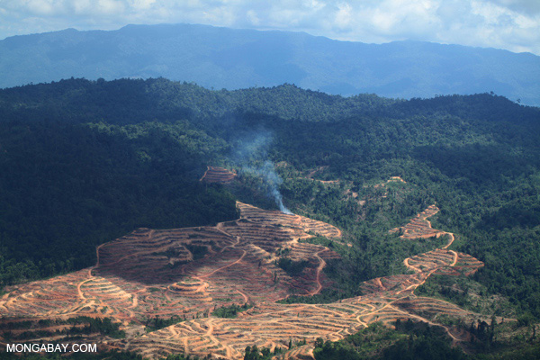 photo courtesy of Mongabay.com