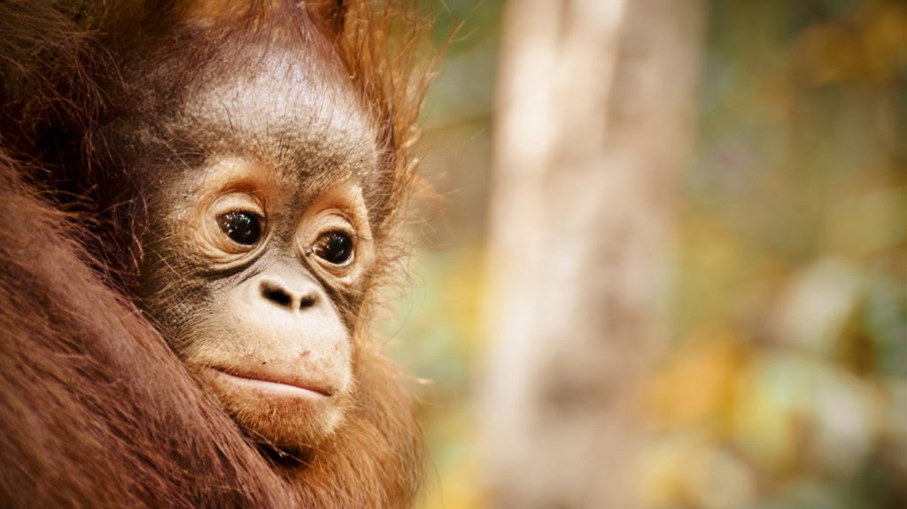 Young oraguntan in Borneo, Indonesia. Photo © Studio in the Wild