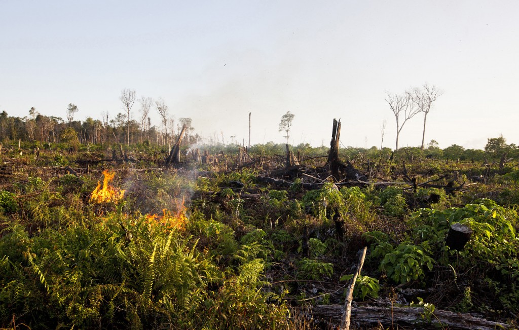 Tripa rainforest burns in this 2012 image.  (photo courtesy of SOCP)