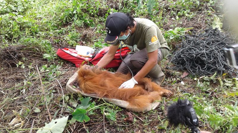 Zaskia, shortly after rescue, is given a medical check