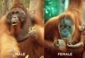 male_female